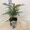 Mahonia Meteor Pot 2 Liter30 - 40 cm
