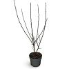 Malus 'Evereste' Pot 4 Liter 60 - 80 cm