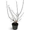 Malus 'Red Sentinel' Pot 4 Liter 80 - 100 cm