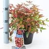 Nandina domestica Blush Pink Pot 2 Liter 20 - 30 cm