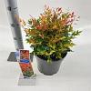 Nandina d. 'Gulf Stream' Pot 5 Liter 30 - 40 cm