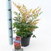 Nandina d. 'Gulf Stream' Pot 2 Liter 20 - 30 cm