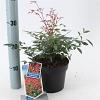 Nandina d. 'Gulf Stream' Pot 2 Liter 20 - 30 cm