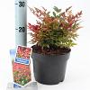Nandina d. 'Gulf Stream' Pot 2 Liter 20 - 30 cm