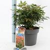 Nandina d. 'Gulf Stream' Pot 2 Liter 20 - 30 cm
