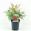Nandina d. 'Gulf Stream' Pot 2 Liter30 - 40 cm