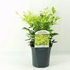 Nandina d. 'Lemlim' Pot 2 Liter30 - 40 cm