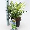 Nandina d. Magical Lemon & Lime Pot 2 Liter 20 - 30 cm