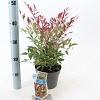 Nandina d. Red Light Pot 2 Liter 20 - 30 cm
