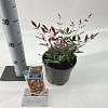 Nandina d. Red Light Pot 2 Liter 20 - 30 cm