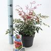 Nandina domestica Obsessed Pot 2 Liter 20 - 30 cm