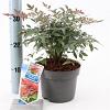 Nandina domestica Obsessed Pot 2 Liter 20 - 30 cm