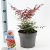 Nandina domestica Obsessed Pot 2 Liter 20 - 30 cm