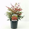 Nandina domestica Obsessed Pot 2 Liter30 - 40 cm