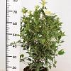 Osmanthus heter. 'Goshiki' Pot 5 Liter 60 - 80 cm