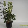 Osmanthus heter. 'Goshiki' Pot 4 Liter 40 - 50 cm