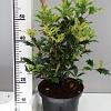 Osmanthus heter. 'Goshiki' Pot 4 Liter 40 - 50 cm