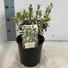 Osmanthus heter. 'Variegatus' Pot 2 Liter 20 - 30 cm