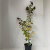 Parrotia persica Pot 3 Liter 40 - 50 cm