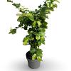 Parrotia persica Pot 4 Liter 60 - 80 cm