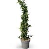 Parrotia persica Pot 35 Liter 175 - 200 cm