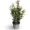 Parrotia persica Persian Spire Pot 4 Liter 40 - 60 cm