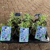 Perovskia atripl. 'Little Spire' Pot 2 Liter 20 - 30 cm
