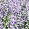 Perovskia atripl. 'Little Spire' Pot 2 Liter 20 - 30 cm