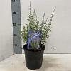 Perovskia atripl. 'Prime Time' Pot 2 Liter 20 - 30 cm