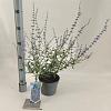 Perovskia 'Blue Spire' Pot 2 Liter30 - 40 cm