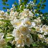 Philadelphus coronarius Pot 20 Liter 175 - 200 cm