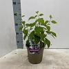 Philadelphus 'Virginal' Pot 2 Liter30 - 40 cm