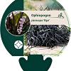 Ophiopogon plan. 'Niger' Pot 9 cm