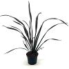 Phormium 'Platt's Black' Pot 2 Liter 20 - 30 cm