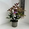 Photinia fraseri 'Camilvy' Pot 2 liter 25-30cm