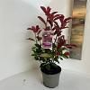 Photinia fraseri 'Camilvy' Pot 2 liter 25-30cm