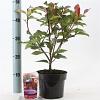 Photinia fraseri 'Camilvy' Pot 2 liter 25-30cm