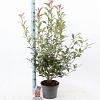 Photinia fraseri Carré Rouge Pot 5 Liter 60 - 70 cm