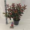 Photinia fraseri Carré Rouge Pot 5 Liter 60 - 70 cm