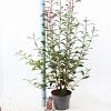 Photinia fraseri Carré Rouge Pot 5 Liter 60 - 70 cm