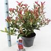 Photinia fraseri Carré Rouge Pot 5 Liter 60 - 70 cm