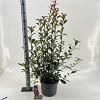 Photinia fraseri Carré Rouge Pot 10 liter 40 - 60 cm