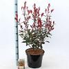 Photinia fraseri Carré Rouge Pot 10 liter 40 - 60 cm