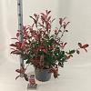 Photinia fraseri Carré Rouge Pot 10 liter 40 - 60 cm