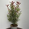 Photinia fraseri Carré Rouge Pot 15 liter 80 - 100 cm
