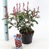 Photinia fraseri Carré Rouge Pot 2 liter 25-30cm