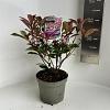 Photinia fraseri Carré Rouge Pot 2 liter 25-30cm