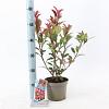 Photinia fraseri Carré Rouge Pot 2 liter 25-30cm