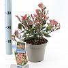 Photinia fraseri 'Little Red Robin' Pot 2 Liter 20 - 30 cm