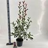 Photinia fraseri Louise Pot 5 Liter 60 - 70 cm